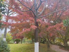 -昆山城市生态森林公园