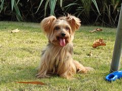 -宠颐生猫科·内科皮肤科(西平世纪城店)