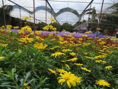 -金马仑薰衣草花园(Cameron Lavender)