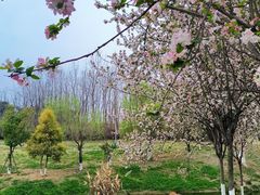 -两河城市森林公园