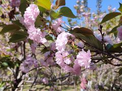 -长白岛森林公园