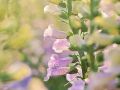 -花博汇(知音花月夜)