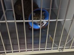 -骐奇宠物诊疗中心(南亭公路店)