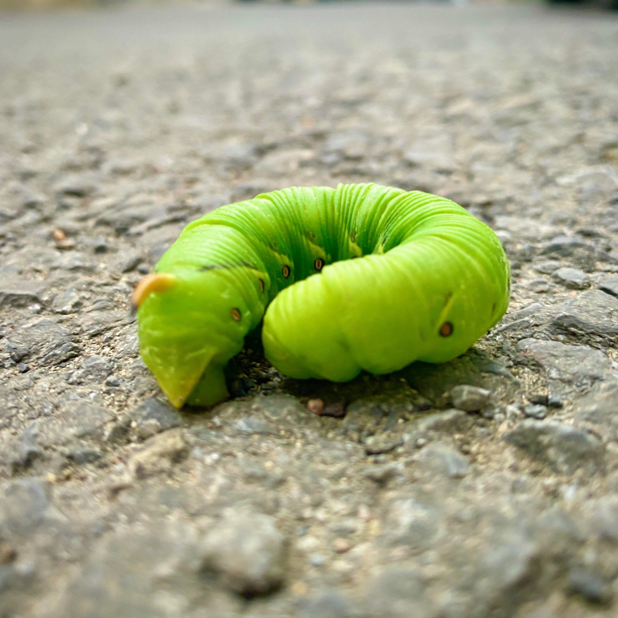 发现城市精灵🧚🏻‍♀️