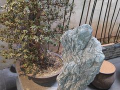 -觀芷隐轩