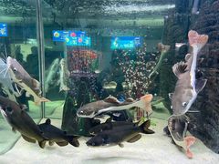 -洛阳龙门海洋馆