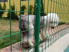 -趣玩宠物乐园寄养训犬训狗游泳池