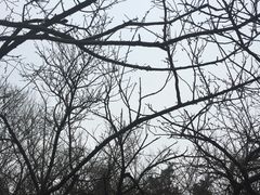 -香雪海