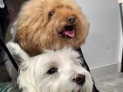 -西班牙语王国