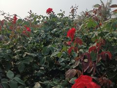 -亚龙湾国际玫瑰谷