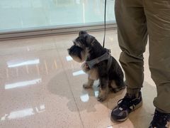 -帕帕拉兹宠物(亚洲旗舰店)