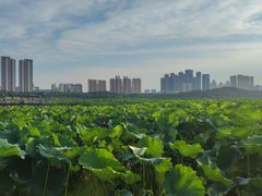 -月湖风景区