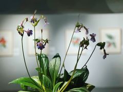 -中国科学院华南植物园