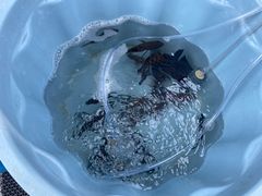 -小猫钓鱼海钓俱乐部(椰梦长廊店)