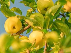 -意大利农场度假村