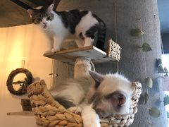 大堂-共舞时光猫咖·狗咖(新街口店)