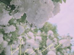 -上海滨江森林公园