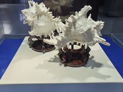 -贝壳王国博物馆