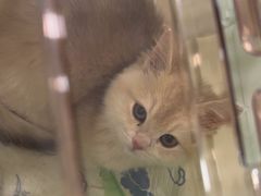 -佳雯宠物医院·皮肤科·内外科(春晓路分院)