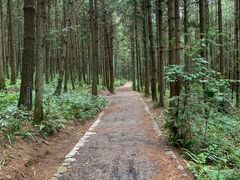 -重庆睡佛山森林公园