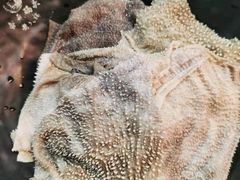 -铜元老码头鳝鱼火锅