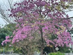 -红山村