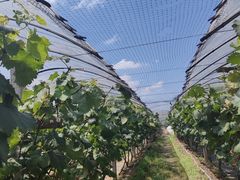 -马陆小张葡萄园农家乐