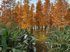 -白鹭湾湿地公园