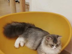 -有喵·猫咖·狗咖·40+猫狗有小奶狗(岗厦店)