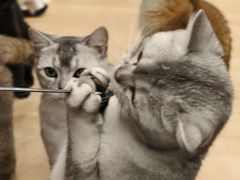 -有喵·猫咖·狗咖·30几只猫10只小狗(岗厦店)