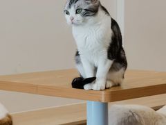 -有喵·猫咖·狗咖·30几只猫10只小狗(岗厦店)