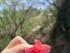 -木兰云雾山
