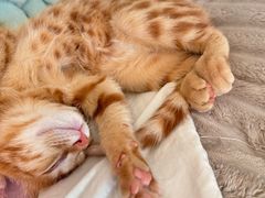 -瑞派康怡24h宠物医院·犬猫医疗中心·微创绝育(瑞景分院)