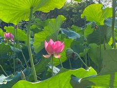 -莲花池公园
