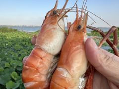 -七的湖·晚芳亭·阳澄湖农家菜·大闸蟹(莲花岛店)