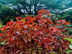 -国家植物园南园