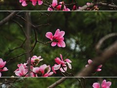 -国家植物园