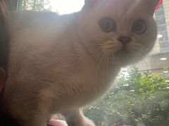 -爱侣·安琦尔宠物医院·中兽医针灸·心内科·狂犬免疫点(宝山区院)