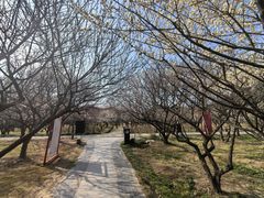 -香雪海