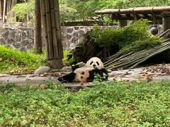 -都江堰中华大熊猫苑