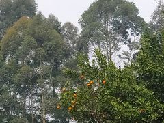 -樱桃山旅游景区