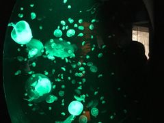 -悉尼海洋生物水族馆