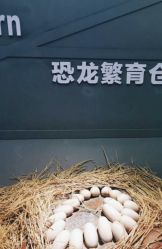 -恐龙探索乐园(磁器口店)