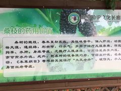 -御林古桑园