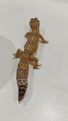 -Moni星球萌宠·小马宝莉·灵蛇·高端高阶全萌宠互动体验俱乐部(红豆国际广场店)