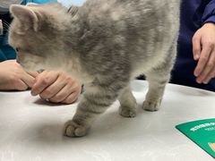 -中农国际动物医院24小时·猫科·骨科·急重症中心
