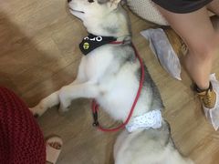 -Husky Go! 哈士奇体验馆·宠物咖啡厅狗咖