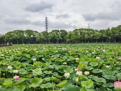 -荷塘月色湿地公园·向阳花洲