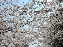 -高东镇樱花园
