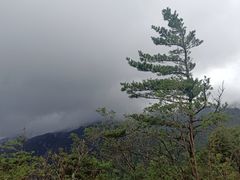 -牛背梁国家森林公园